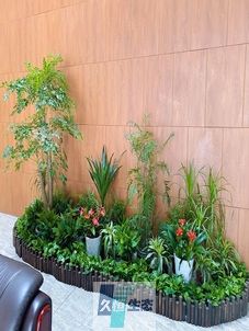 平湖企业大厅绿植组合摆放