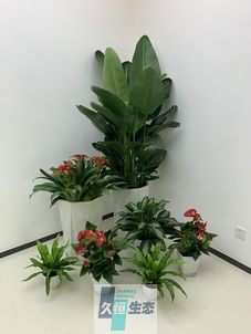 平湖办公室花卉绿植租摆简约组合
